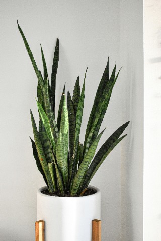 Snake plant